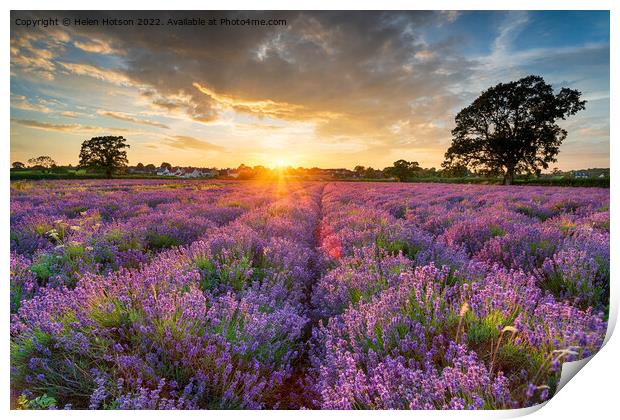 Stunning sunset over fields of Lavender in Somerset Print by Helen Hotson