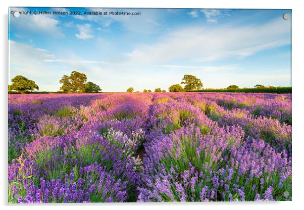Lavender fields in full bloom Acrylic by Helen Hotson