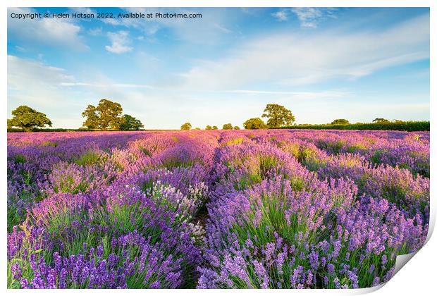 Lavender fields in full bloom Print by Helen Hotson