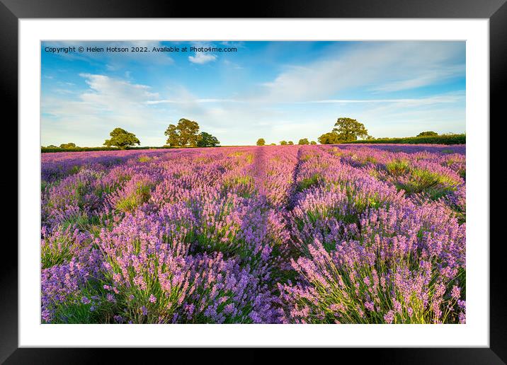 A Field of Lavender in Somerset Framed Mounted Print by Helen Hotson