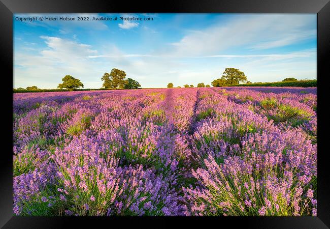 A Field of Lavender in Somerset Framed Print by Helen Hotson