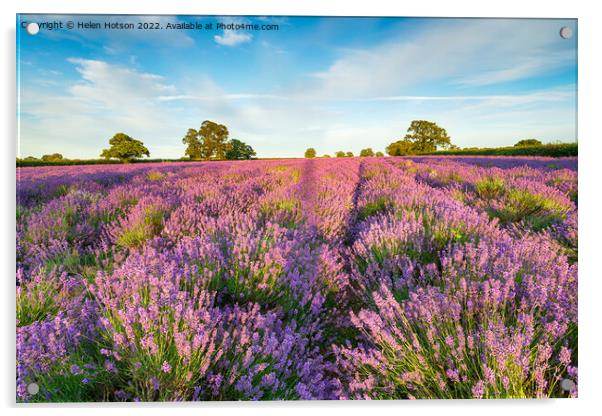 A Field of Lavender in Somerset Acrylic by Helen Hotson