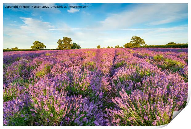 A Field of Lavender in Somerset Print by Helen Hotson