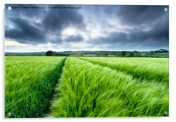 Barley Field Acrylic by Helen Hotson