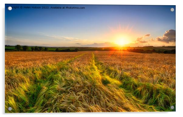Golden Barley Field Acrylic by Helen Hotson
