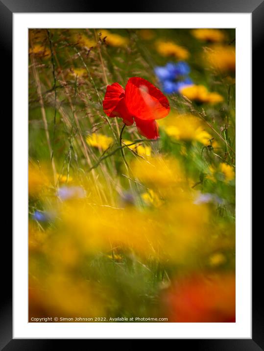 Sunlit Poppy flower Framed Mounted Print by Simon Johnson