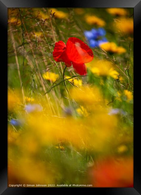 Sunlit Poppy flower Framed Print by Simon Johnson