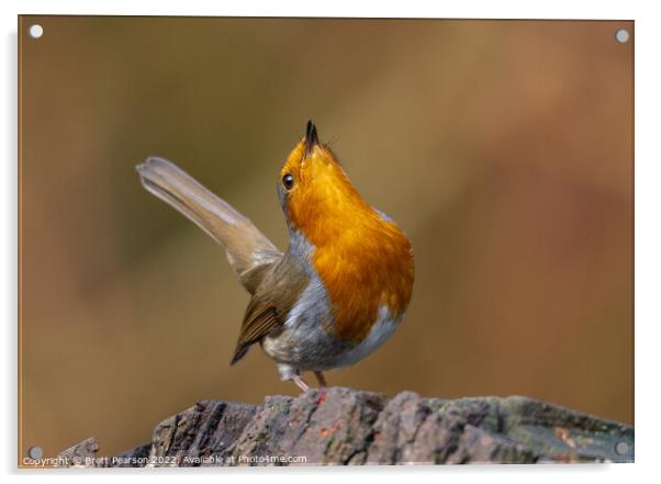 Robin Acrylic by Brett Pearson