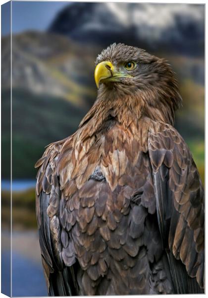 White-Tailed Eagle Canvas Print by Arterra 