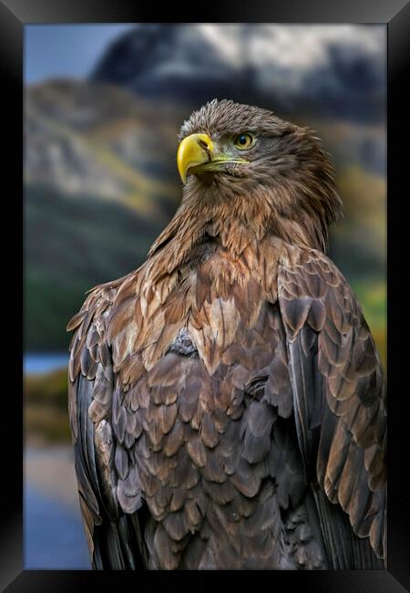 White-Tailed Eagle Framed Print by Arterra 
