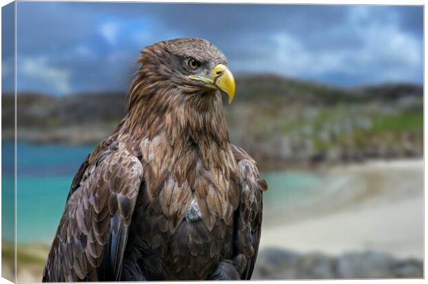 White-Tailed Eagle in Scotland Canvas Print by Arterra 