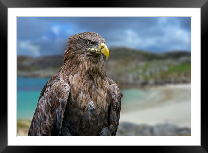 White-Tailed Eagle in Scotland Framed Mounted Print by Arterra 