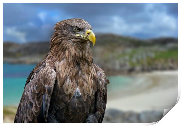 White-Tailed Eagle in Scotland Print by Arterra 