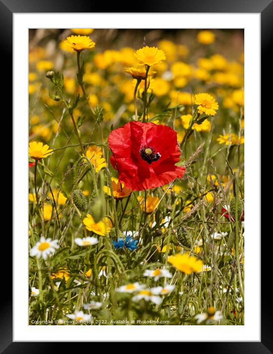 Poppy in Daisys Framed Mounted Print by Simon Johnson