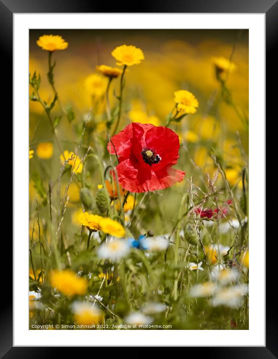 poppy Framed Mounted Print by Simon Johnson