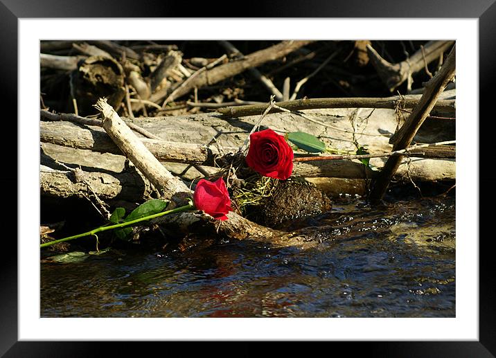 Roses are Red,... Framed Mounted Print by kurt bolton