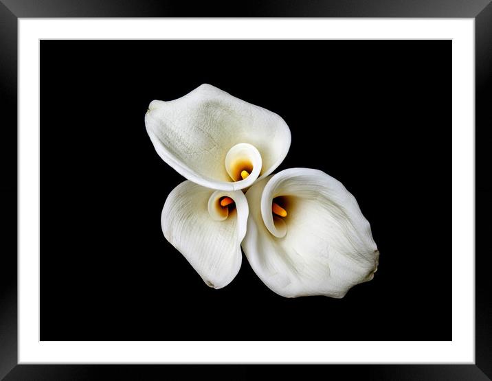 Calla Lilies Wall Art Framed Mounted Print by Will Ireland Photography