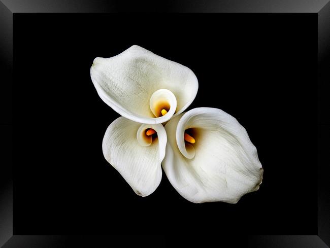 Calla Lilies Wall Art Framed Print by Will Ireland Photography