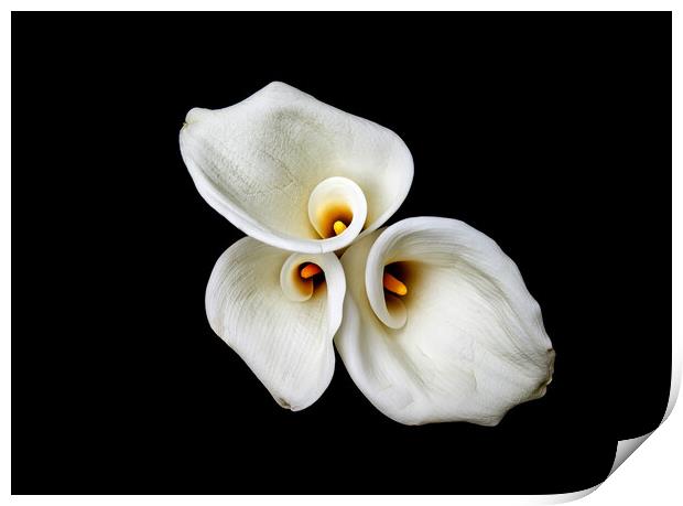 Calla Lilies Wall Art Print by Will Ireland Photography