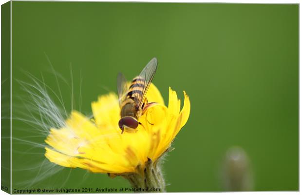 hoverfly relaxed Canvas Print by steve livingstone