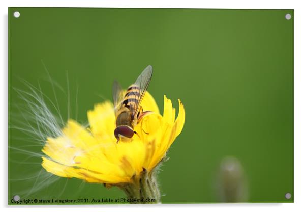 hoverfly relaxed Acrylic by steve livingstone