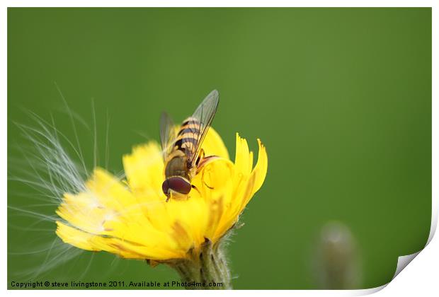 hoverfly relaxed Print by steve livingstone