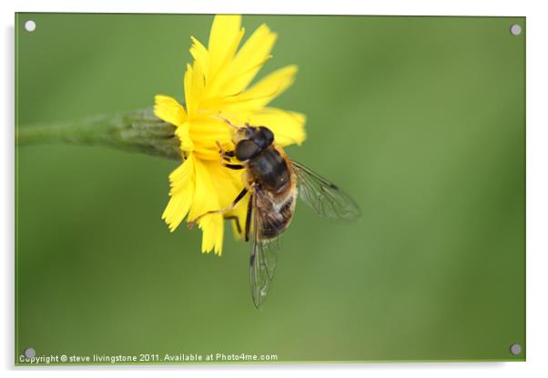 hoverfly feeding Acrylic by steve livingstone