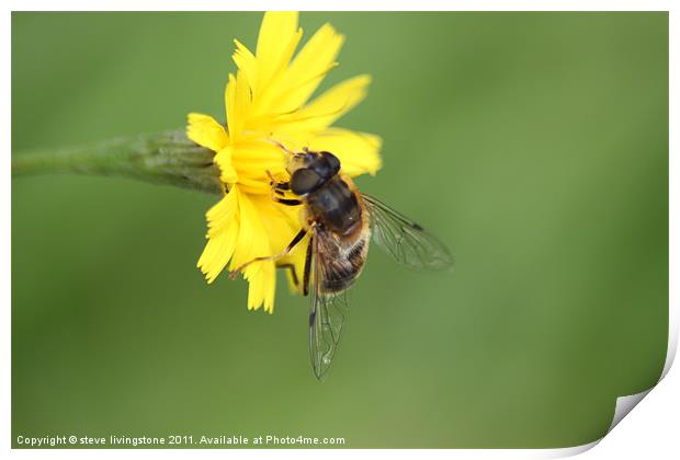 hoverfly feeding Print by steve livingstone