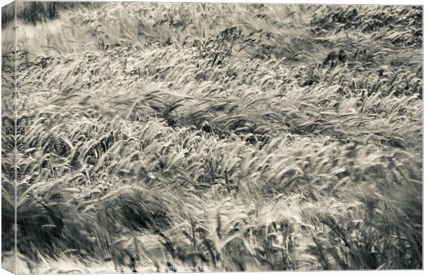 Wind blown wheat Canvas Print by Simon Johnson