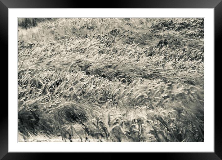 Wind blown wheat Framed Mounted Print by Simon Johnson