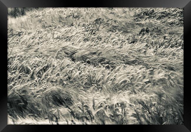 Wind blown wheat Framed Print by Simon Johnson
