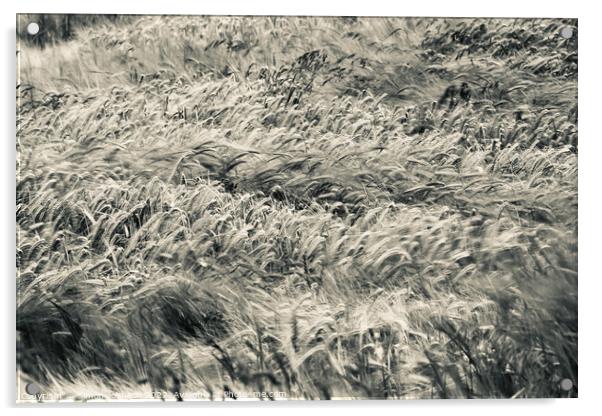 Wind blown wheat Acrylic by Simon Johnson