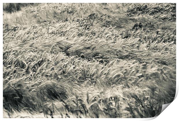 Wind blown wheat Print by Simon Johnson