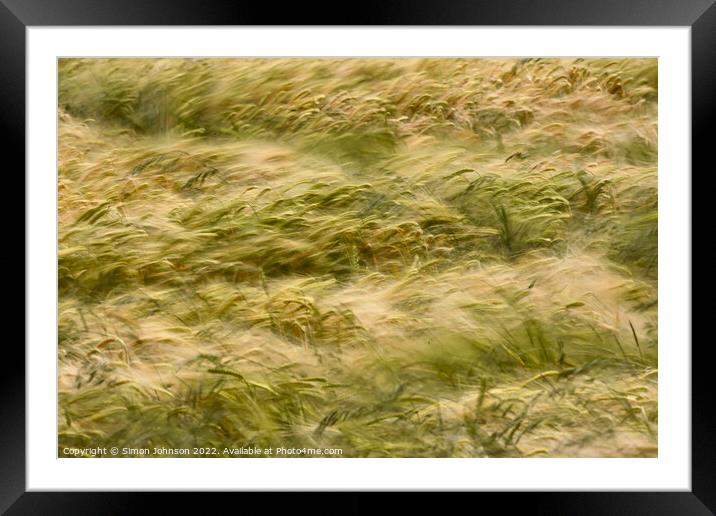 Wind blown corn Framed Mounted Print by Simon Johnson