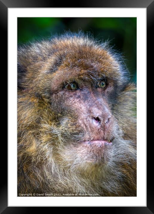 A close up of a monkey Framed Mounted Print by David Smith