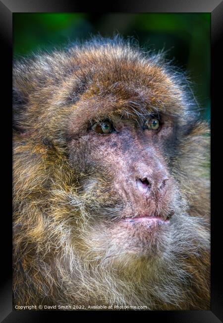 A close up of a monkey Framed Print by David Smith