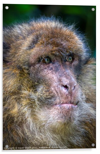 A close up of a monkey Acrylic by David Smith
