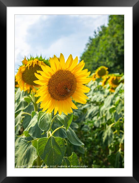 Sunflower Plant Flower Framed Mounted Print by Fabrizio Malisan
