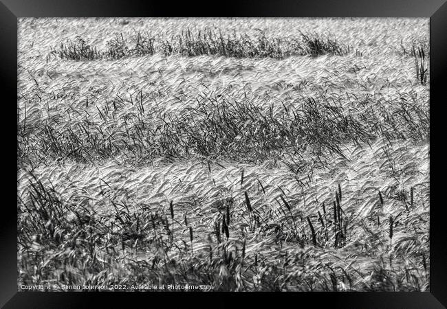 Corn field Framed Print by Simon Johnson