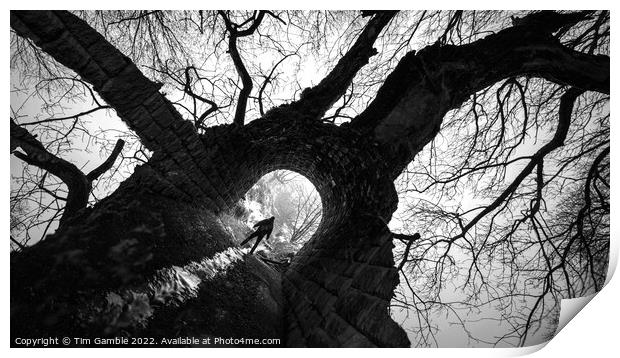 Tree Tunnel Print by Tim Gamble