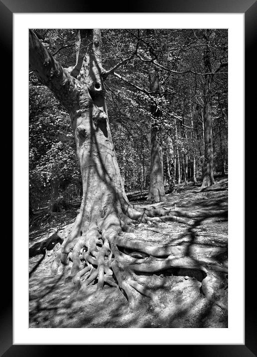 Roots Framed Mounted Print by Darren Galpin