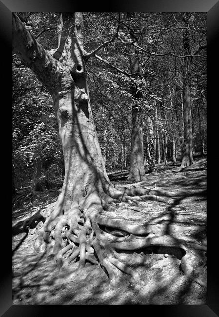 Roots Framed Print by Darren Galpin
