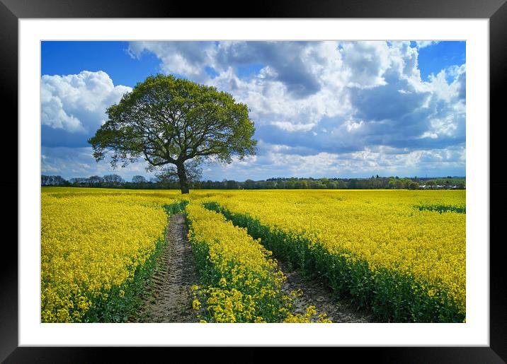 Notton Rapeseed Field and Lone Tree Framed Mounted Print by Darren Galpin