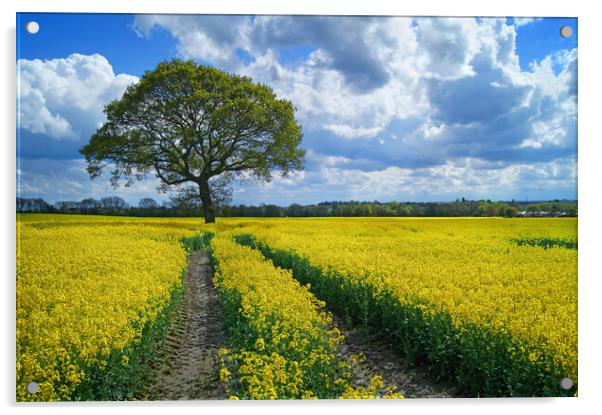 Notton Rapeseed Field and Lone Tree Acrylic by Darren Galpin