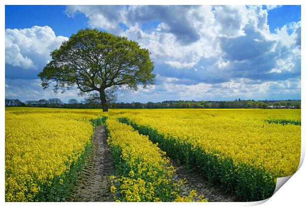 Notton Rapeseed Field and Lone Tree Print by Darren Galpin