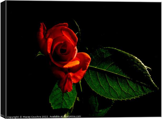 Red Rose Canvas Print by Maciej Czuchra