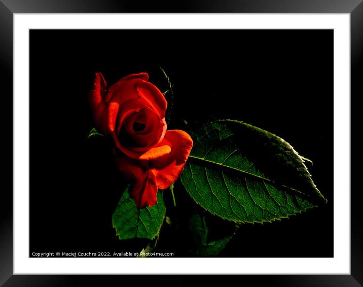 Red Rose Framed Mounted Print by Maciej Czuchra