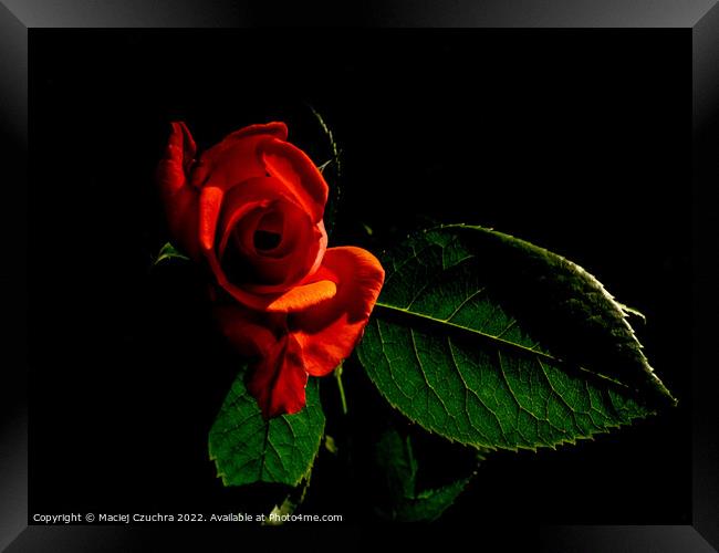 Red Rose Framed Print by Maciej Czuchra