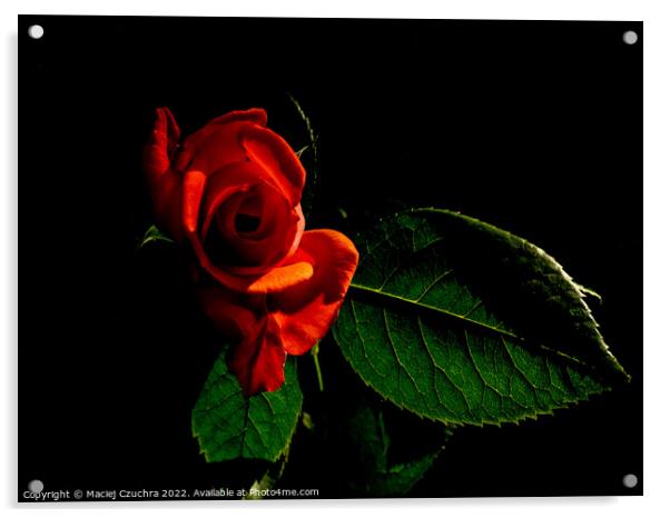 Red Rose Acrylic by Maciej Czuchra