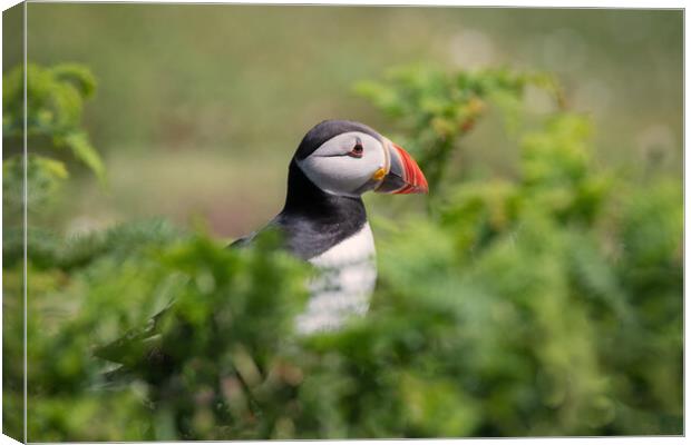 Puffin Canvas Print by Alan Tunnicliffe